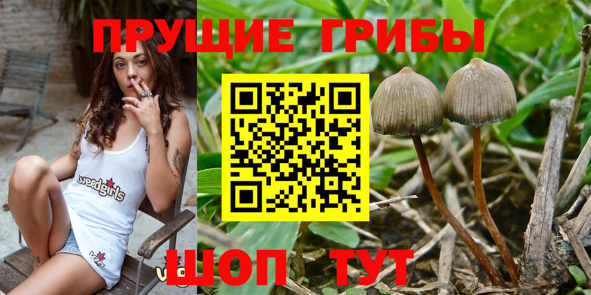 Сертолово  Галлюциногенные грибы Cubensis  Вход с VPN 
